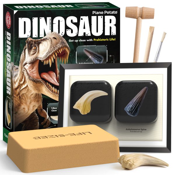 Dinosaur Fossil Dig Kit for Kids - Life-Size T-Rex Claw & Ankylosaurus Spine