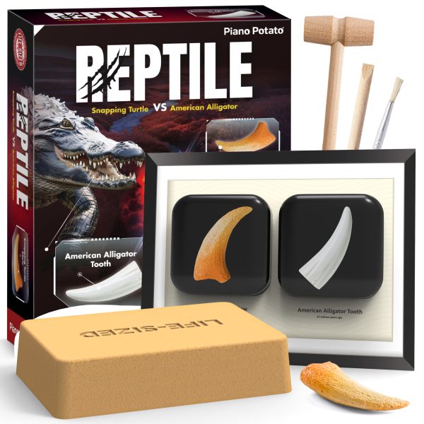 Reptile Fossil Dig Kit – Excavate Life-Sized Snapping Turtle Claw & American Alligator Tooth