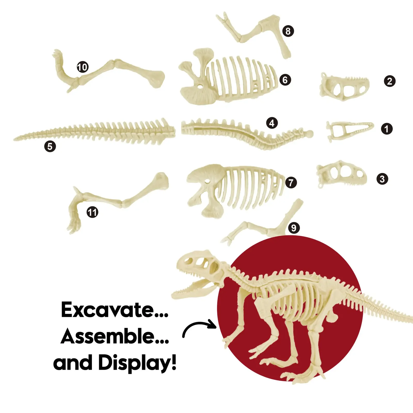 Eleven numbered skeleton model parts with the completed dinosaur model