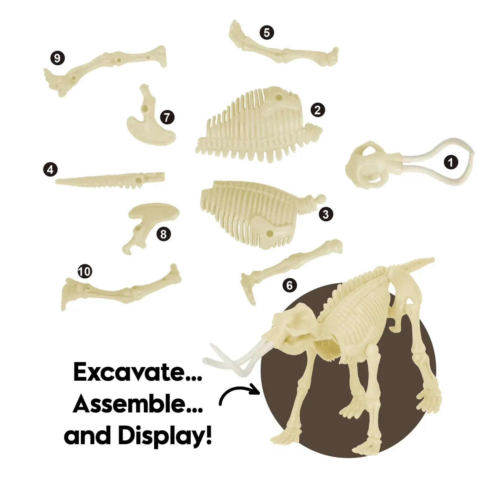 Ten numbered woolly mammoth skeleton parts ready to assemble