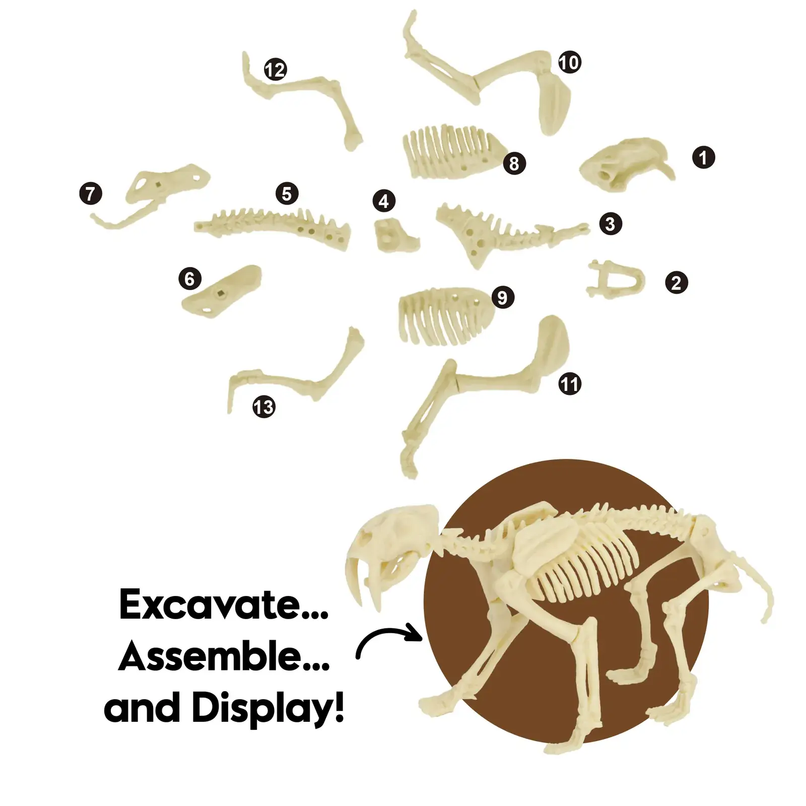 Smilodon Saber-Toothed Tiger Dig Kit for Kids - STEM Paleontology Toy, Excavate & Assemble Skeleton - Image 4