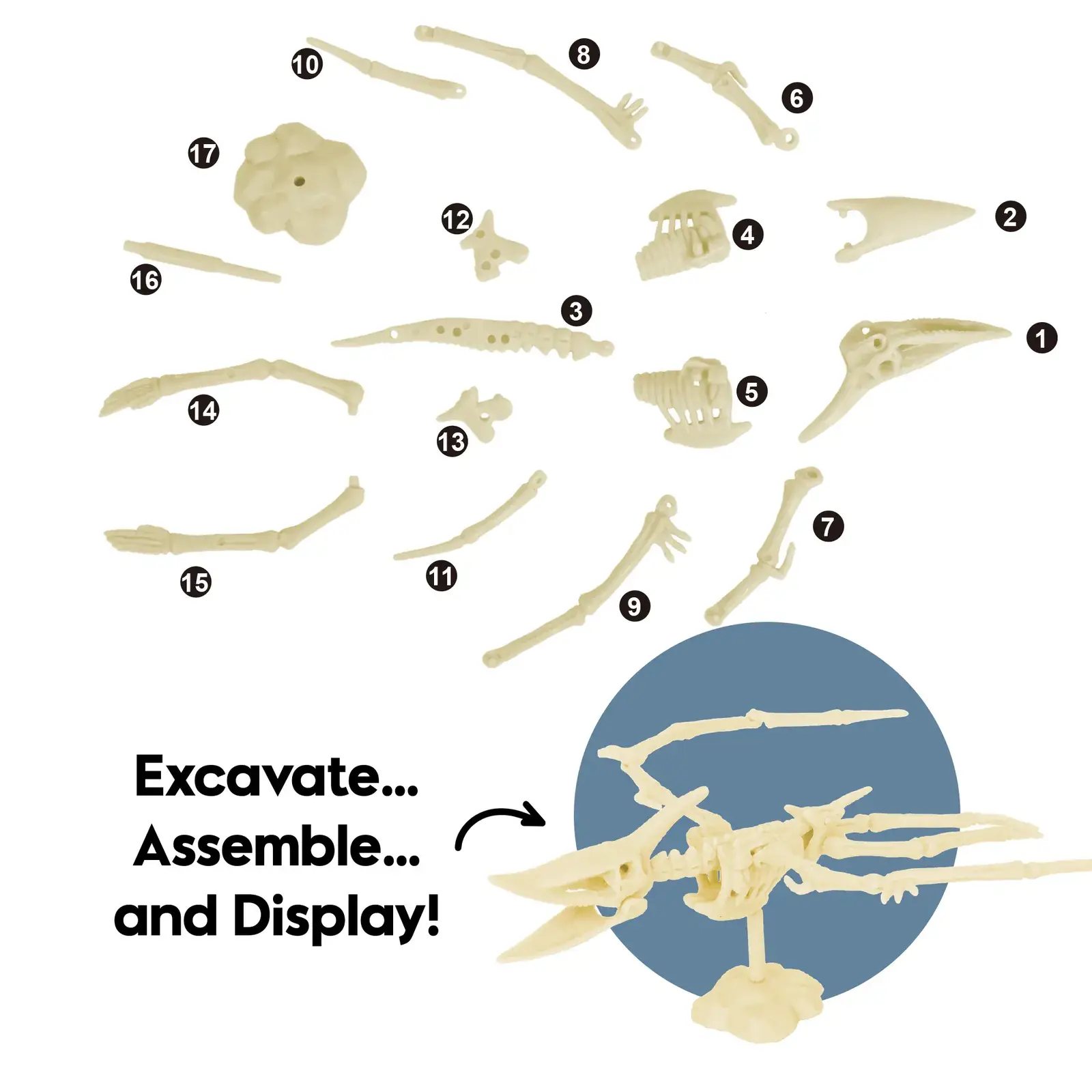 Seventeen numbered Pterosaur skeleton pieces shown beside the fully assembled display model