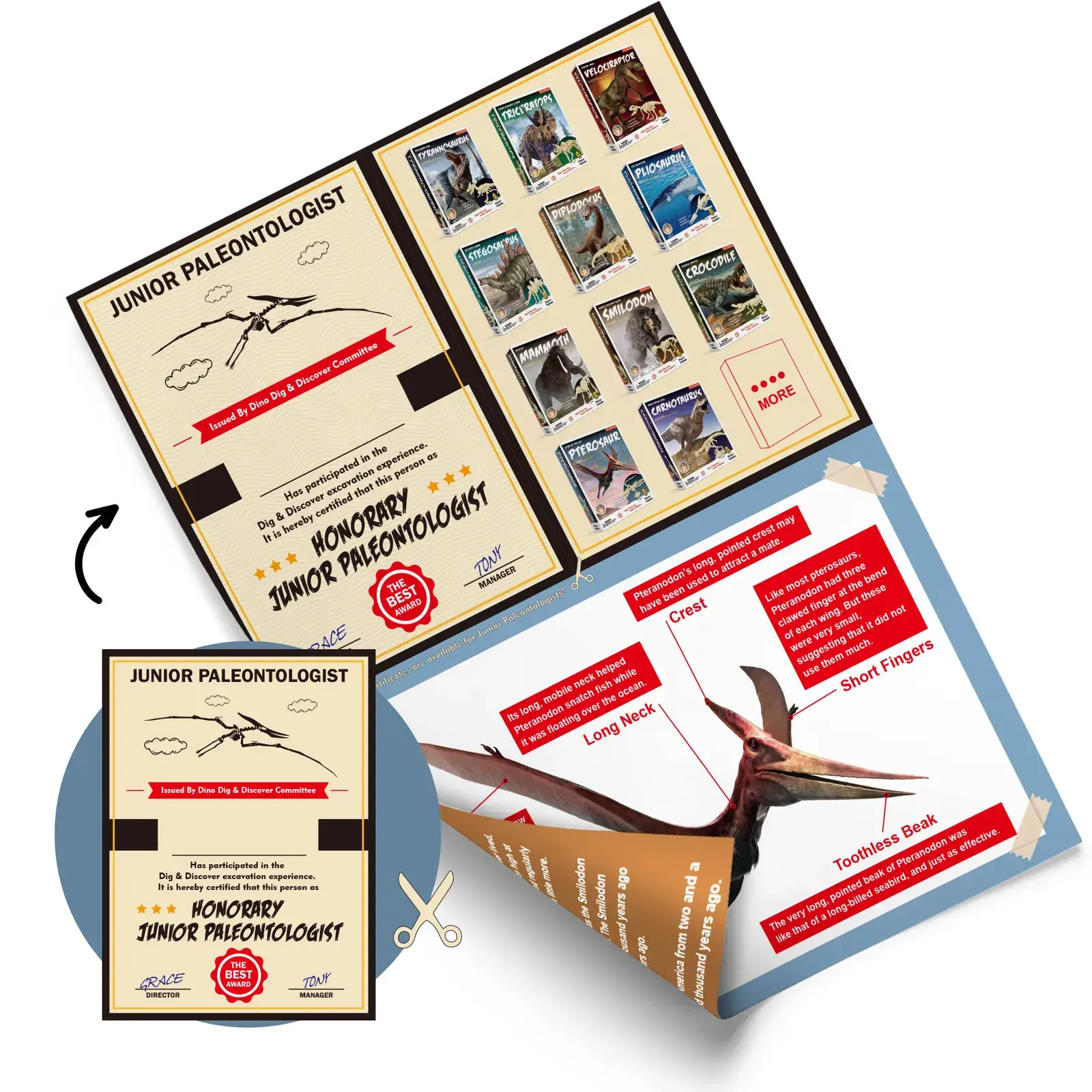 Fold-out Pterosaur instruction sheet with Junior Paleontologist activity and labelled body features