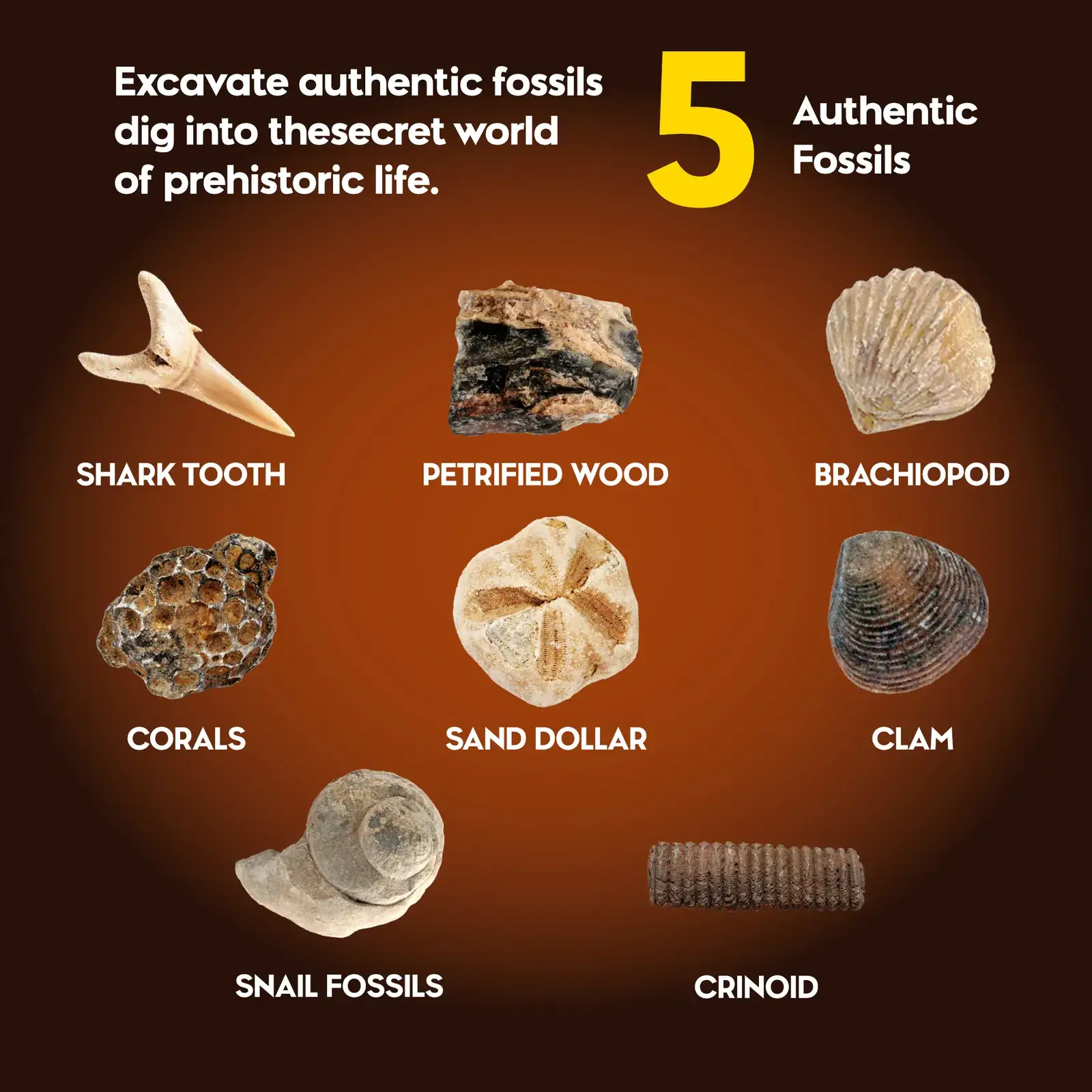 Eight pictured fossil examples, including shark tooth, petrified wood, brachiopod, coral, sand dollar, clam, snail fossil, and crinoid; five fossils per kit