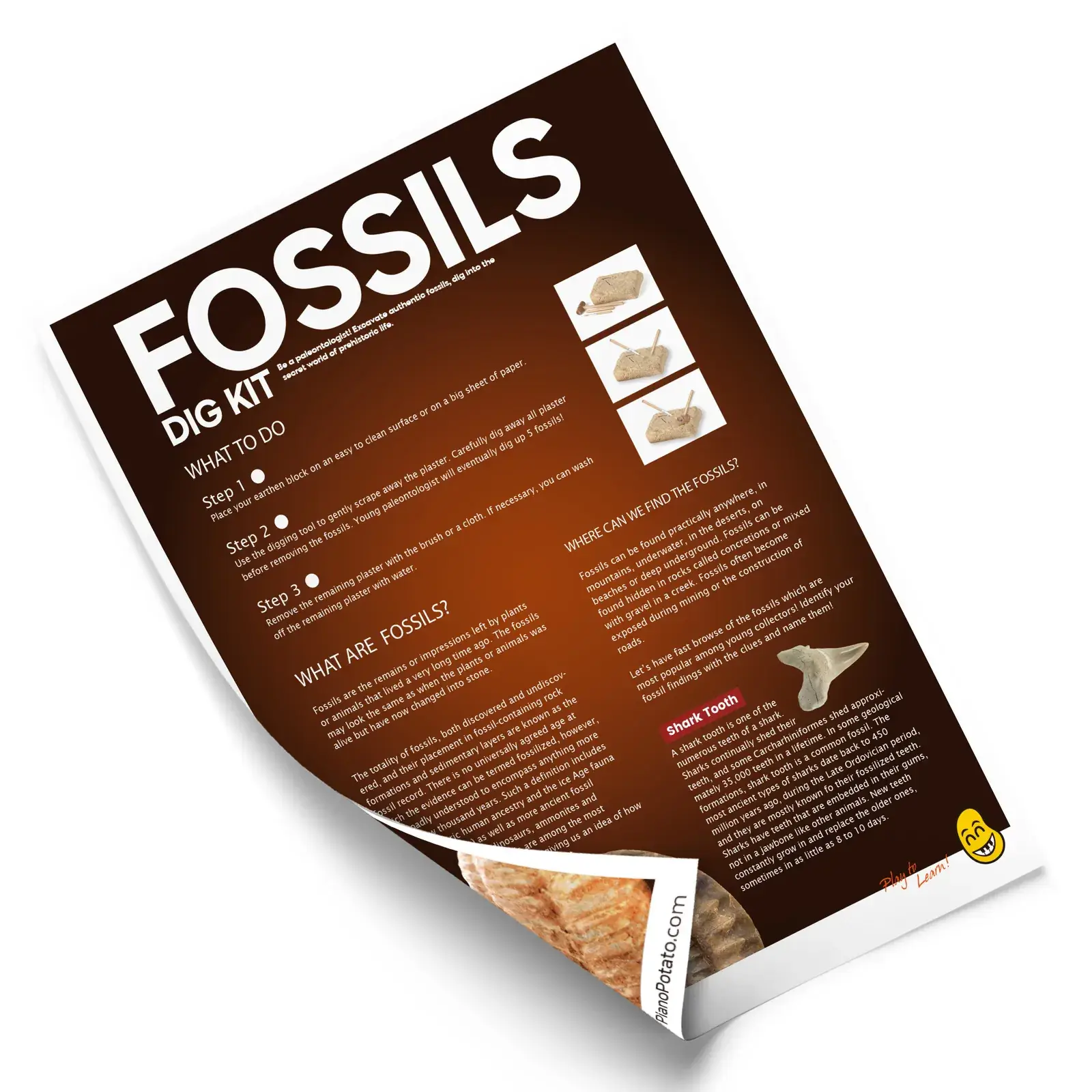 Included fossil instruction sheet with excavation steps and identification information