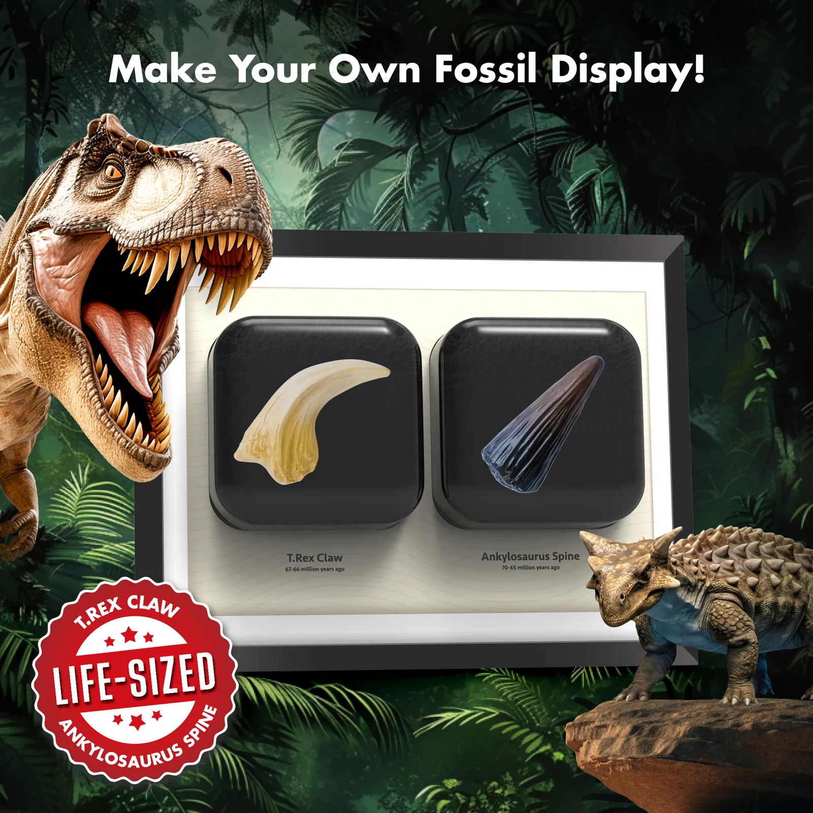 Framed T. Rex claw and Ankylosaurus spine replicas included in the Dinosaur Fossil Dig Kit