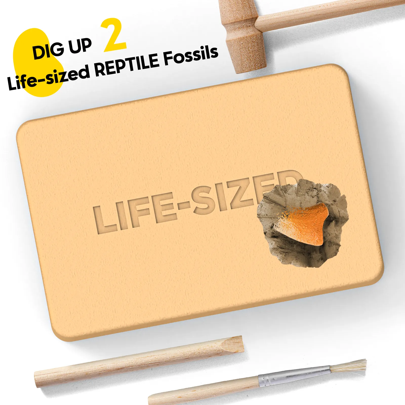 Reptile Fossil Dig Kit – Excavate Life-Sized Snapping Turtle Claw & American Alligator Tooth - Image 3