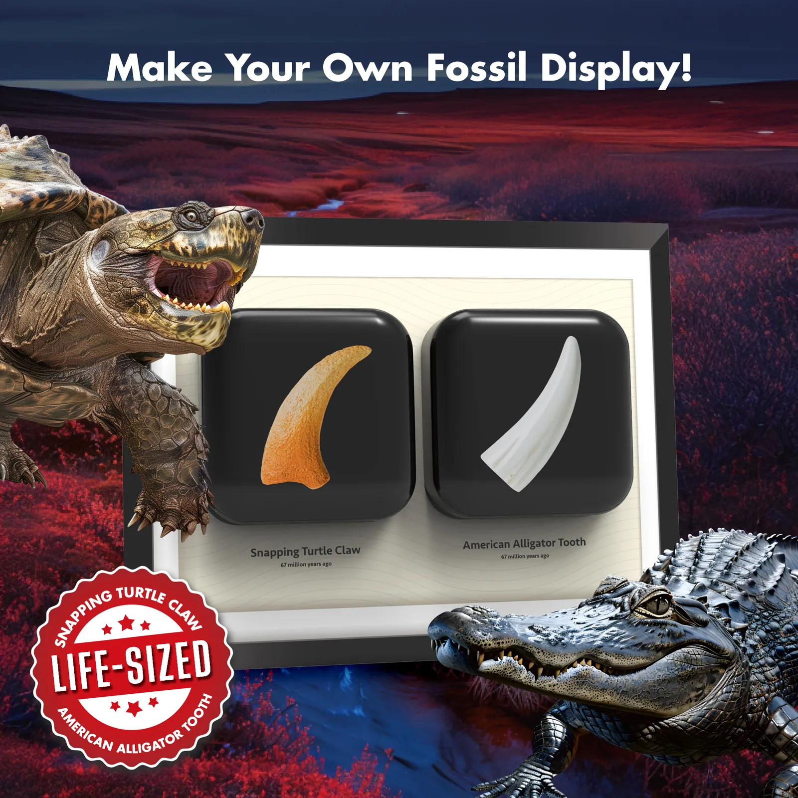 Reptile Fossil Dig Kit – Excavate Life-Sized Snapping Turtle Claw & American Alligator Tooth - Image 4
