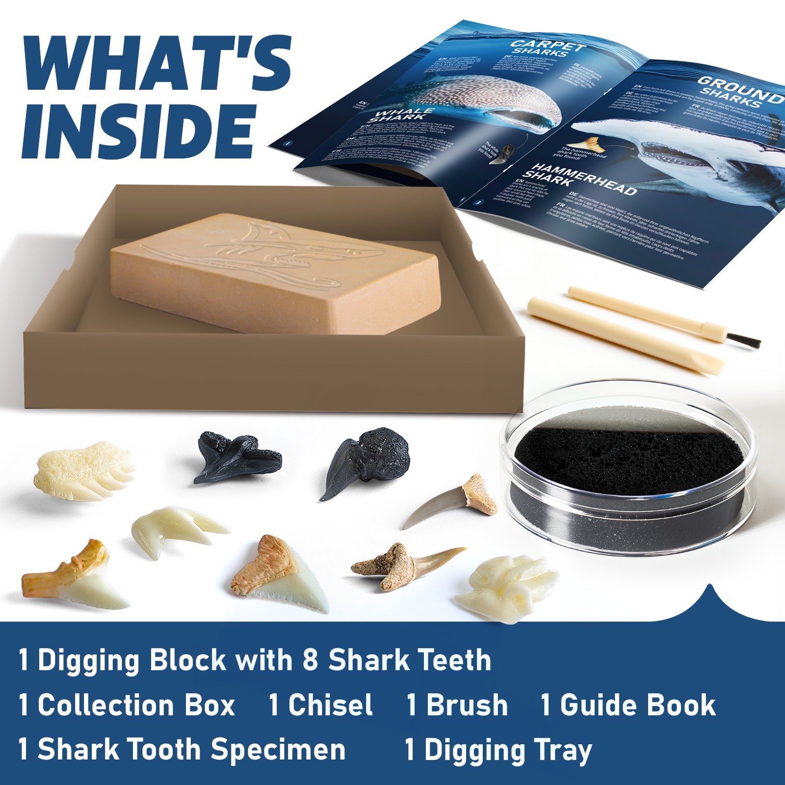 EGGBOX Shark Tooth Dig Kit Excavate 8 Shark Fossils Including Great White, Angel, Bullhead, Longnose, Sand Tiger Shark and so on. Great Science Gift for Marine Biology Enthusiasts of Any Age - Image 2
