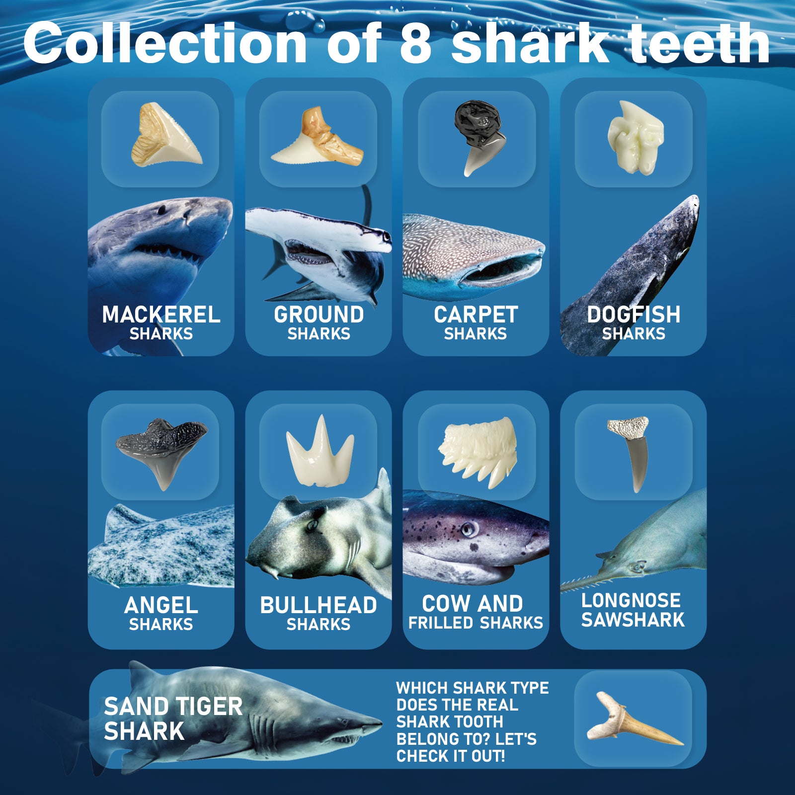 EGGBOX Shark Tooth Dig Kit Excavate 8 Shark Fossils Including Great White, Angel, Bullhead, Longnose, Sand Tiger Shark and so on. Great Science Gift for Marine Biology Enthusiasts of Any Age - Image 6