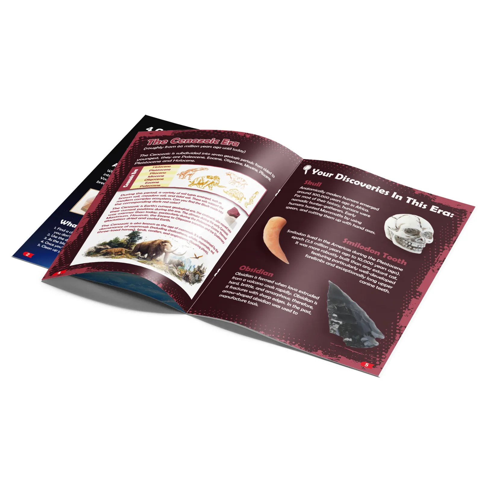 Open guidebook with Cenozoic information and pictures of a skull, Smilodon tooth and obsidian