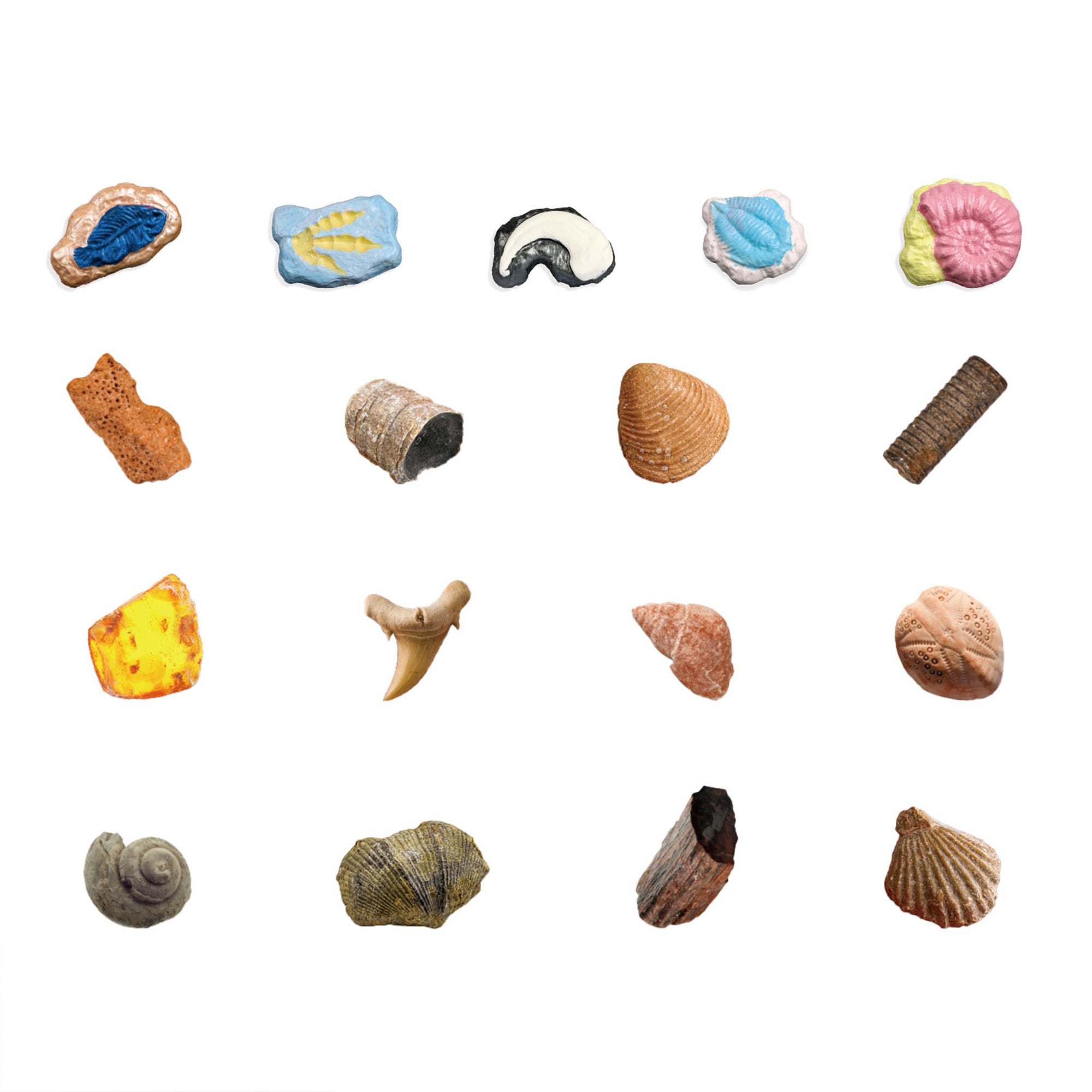Fossils Hands-On Activity Kit – Dig, Collect, Mold & Paint - Image 3