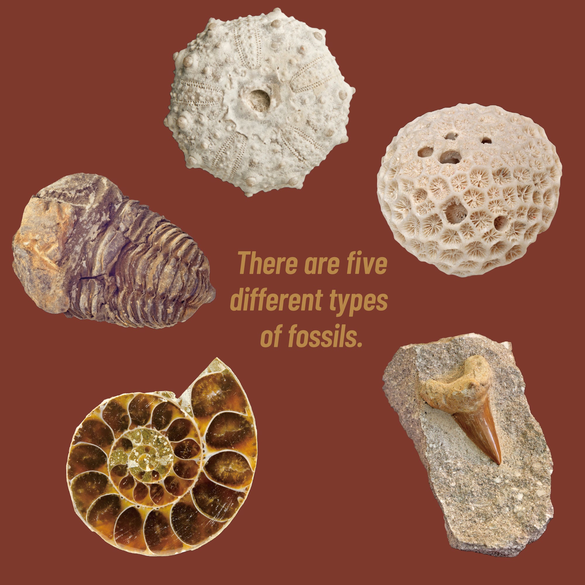 Piano Potato I Can Be a Paleontologist – Authentic Fossils Excavation Kit - Image 3