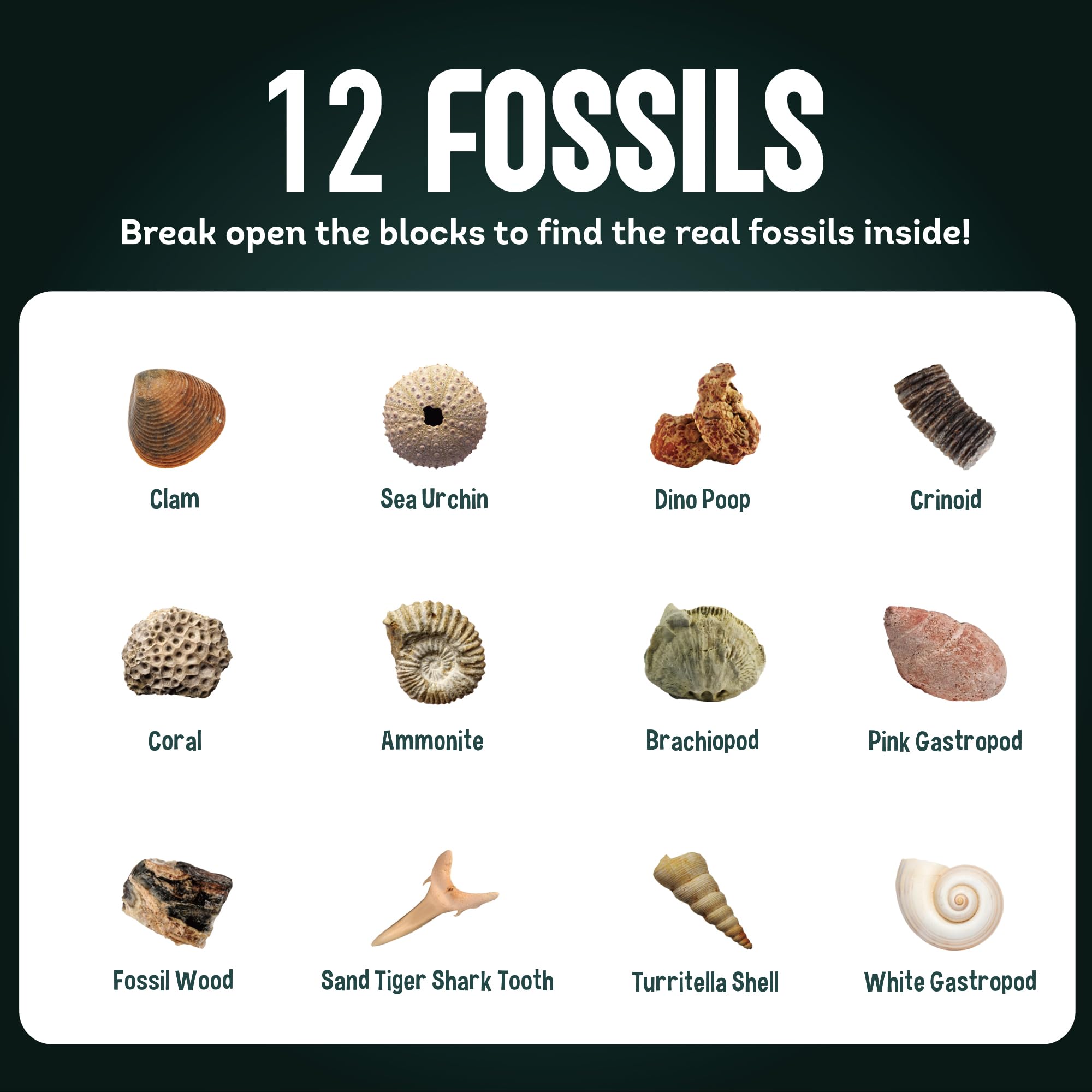 Rocks & Minerals Dig Kit - 12 Pack Real Gemstone Excavation Bricks, Crystals, Pyrite, Amethyst Archeology Digging Toys, STEM Educational Gift Box Party Favors for Kids Boys Girls Age 6+ - Image 4